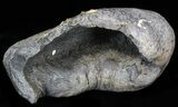 Fossil Whale Ear Bone - Miocene #40314-1